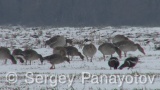 Video of Greylag Goose - Greylag Goose eating grass in winter fields